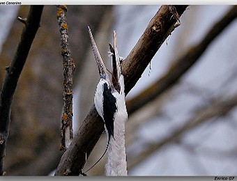 Animali 028